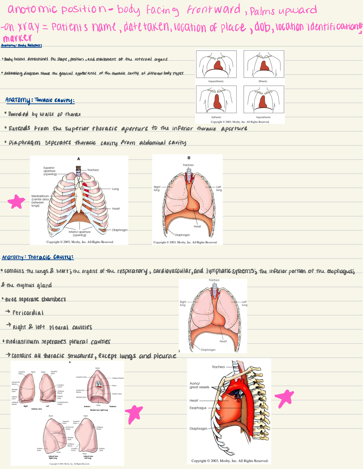 Chest Radiography - anatomic position body facing frontward ...