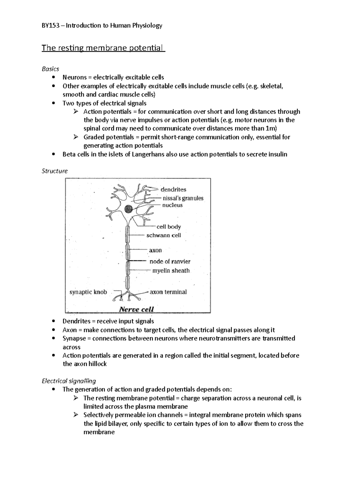 the-resting-membrane-potential-the-resting-membrane-potential-basics