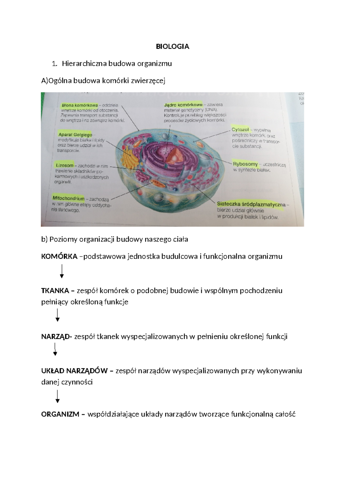 Biologia - tkanki , skóra - BIOLOGIA Hierarchiczna budowa organizmu A ...