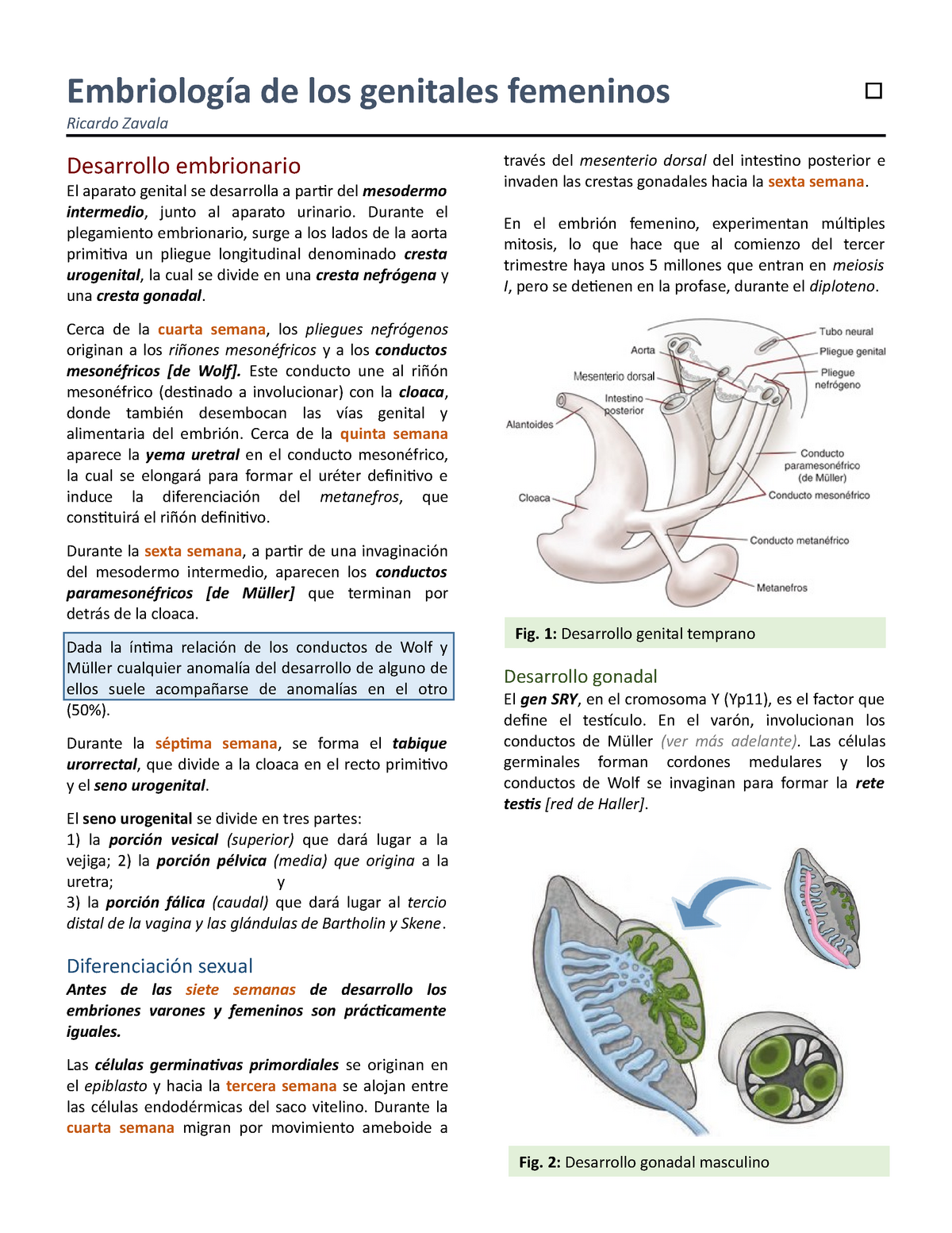 Embriología De Los Genitales Femeninos De Los Genitales Aparato Genital Se Desarrolla A Partir 