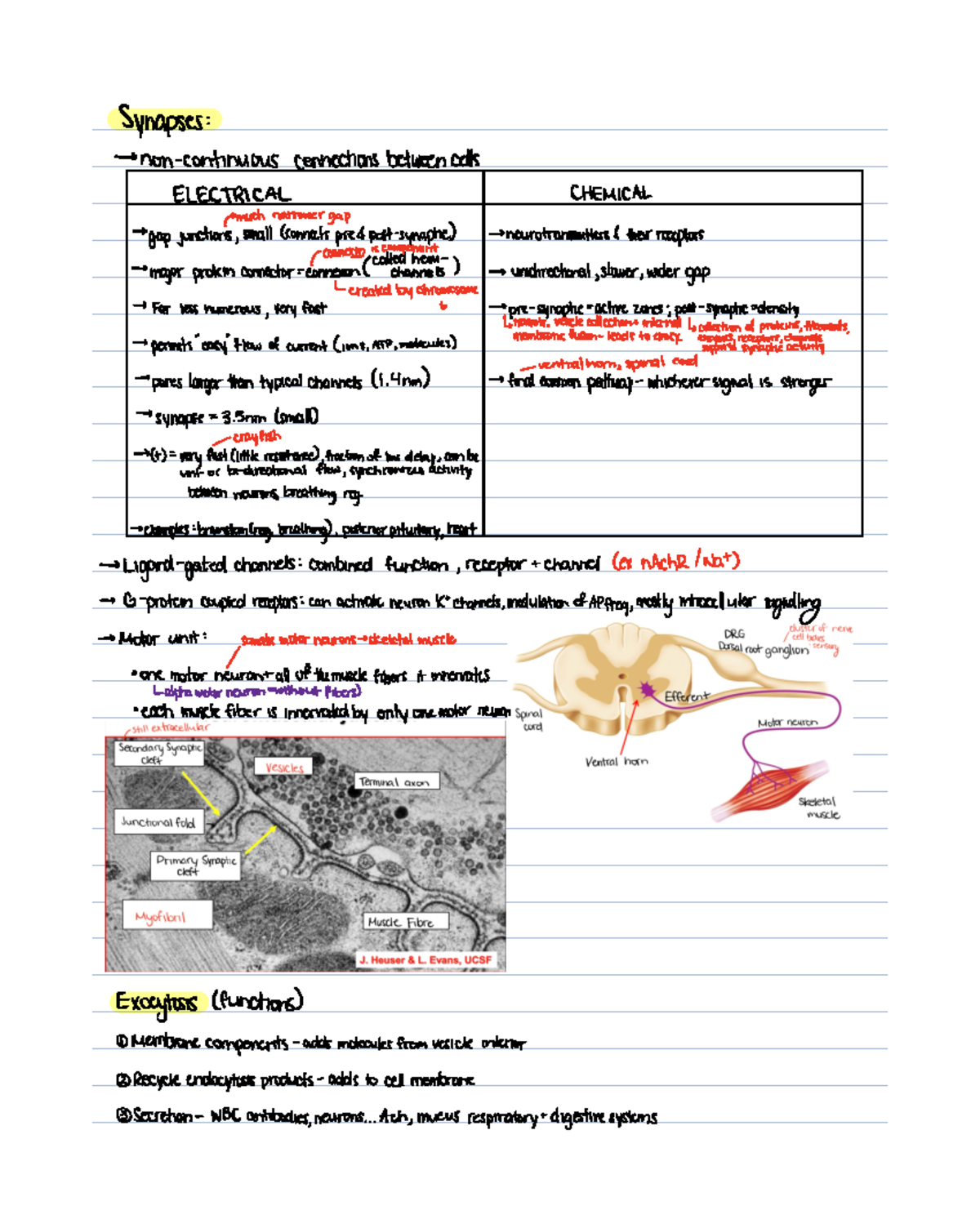 Synaptic activity and transmission summary - Synapses non continuous ...