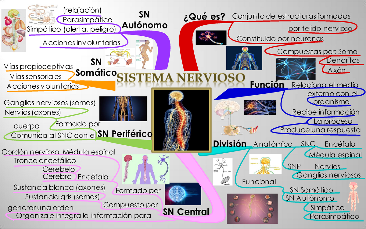 Top 72+ imagen mapa mental del sistema nervioso central y periferico ...