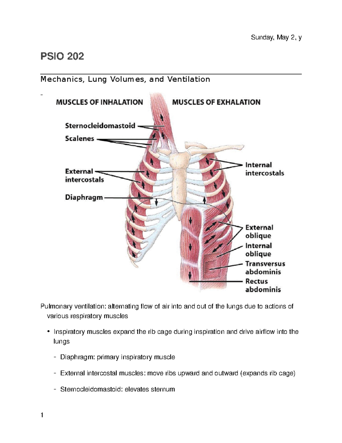 16 Mechanics, Lung Volumes, and Ventilation Studocu