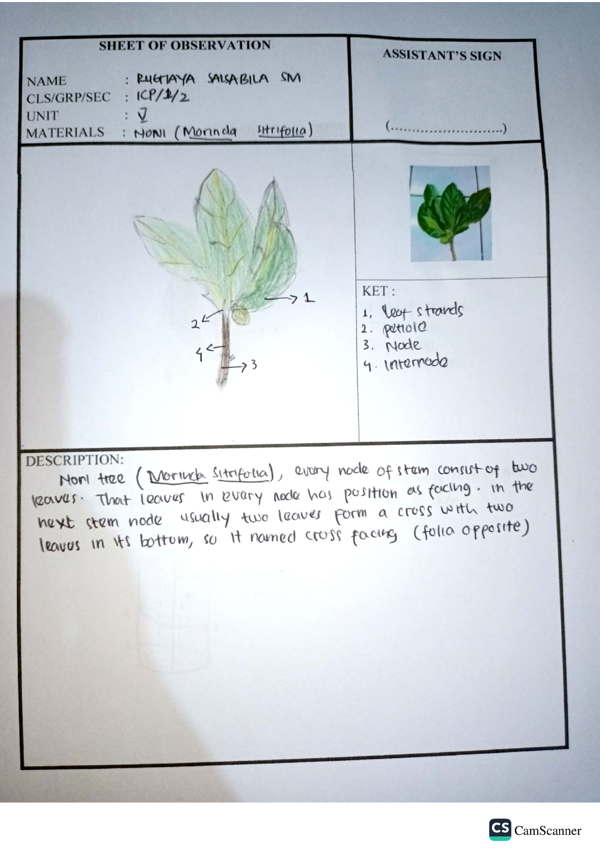 Plant Morphology 5 - Laporan Hasil Praktikum Morfologi Tumbuhan Bagian ...