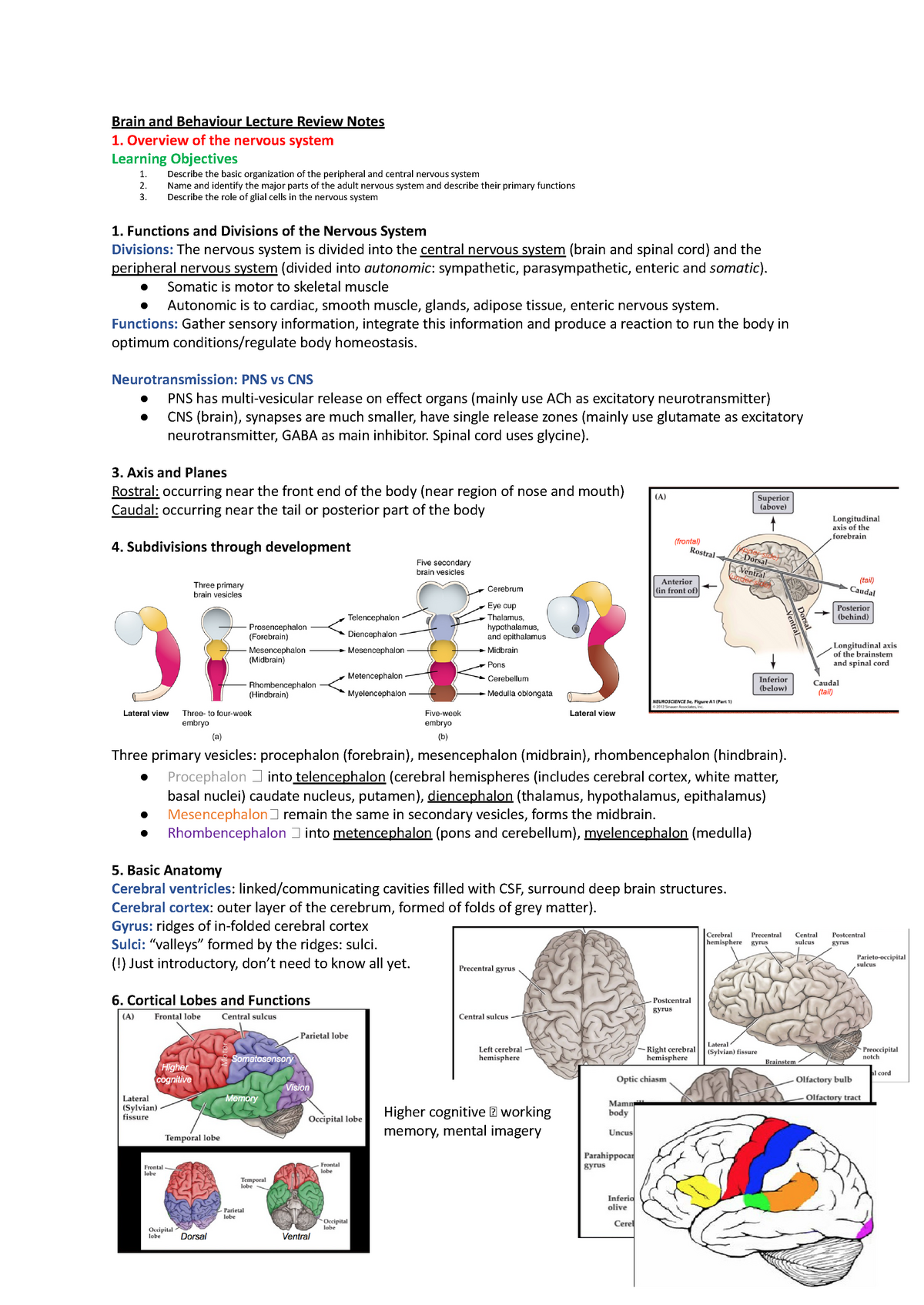 Bb Lecture Review Notes - **brain And Behaviour Lecture Review Notes 