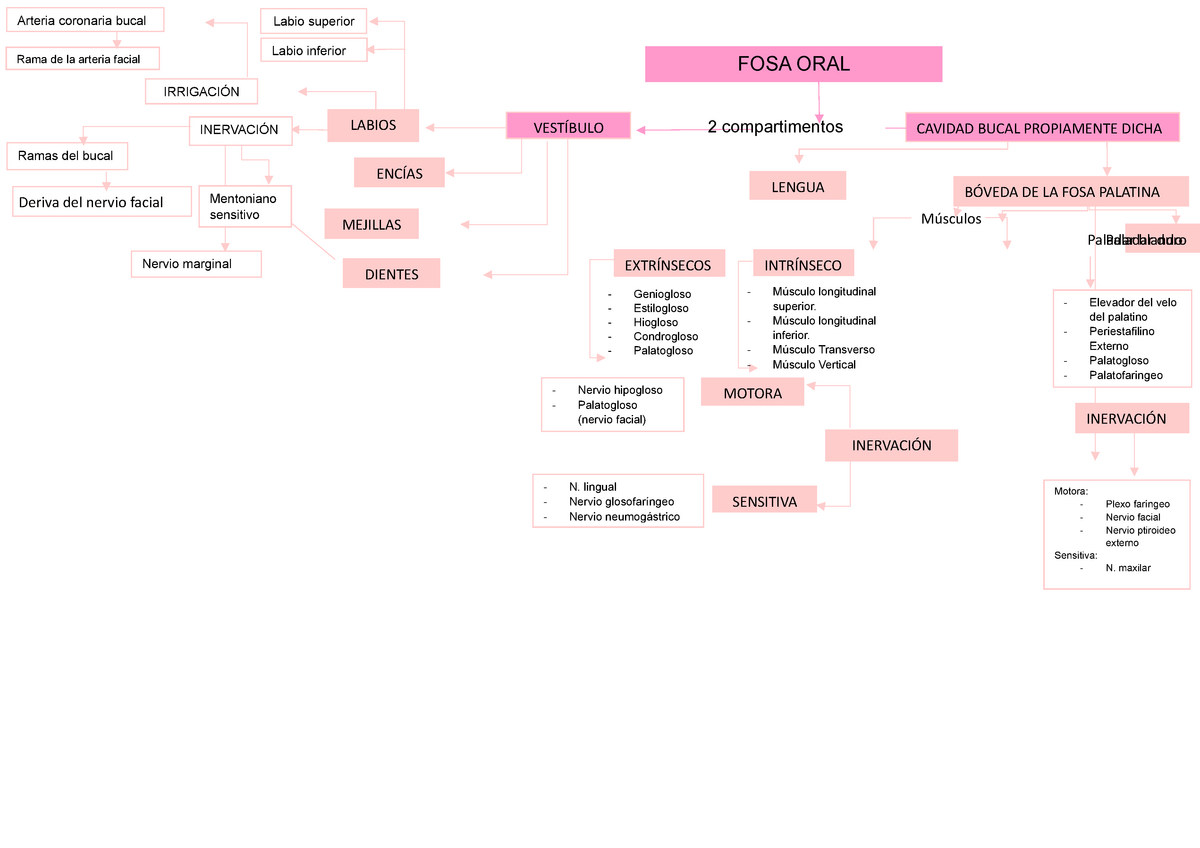 Caviadad Bucal Mapa Conceptual Consta De Cavidad Oral 