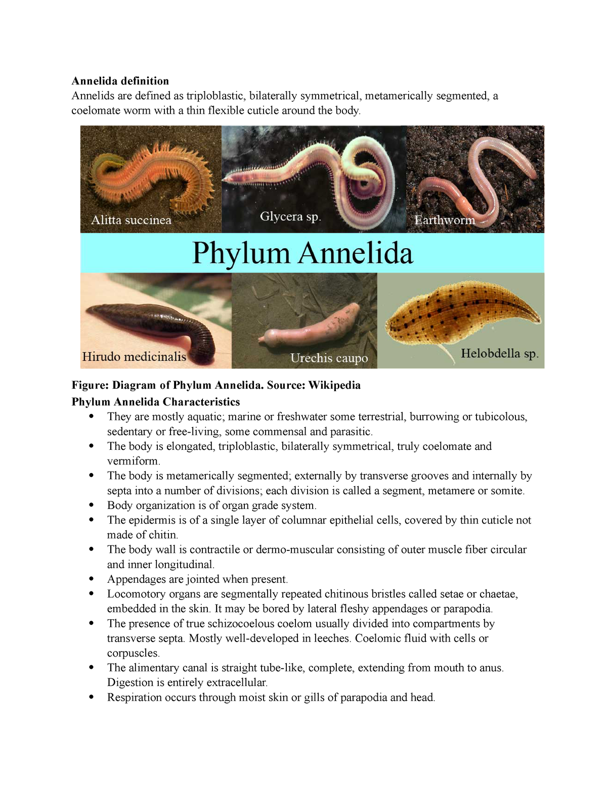 Phylum Annelida- characteristics, classification, examples - Annelida  definition Annelids are - Studocu