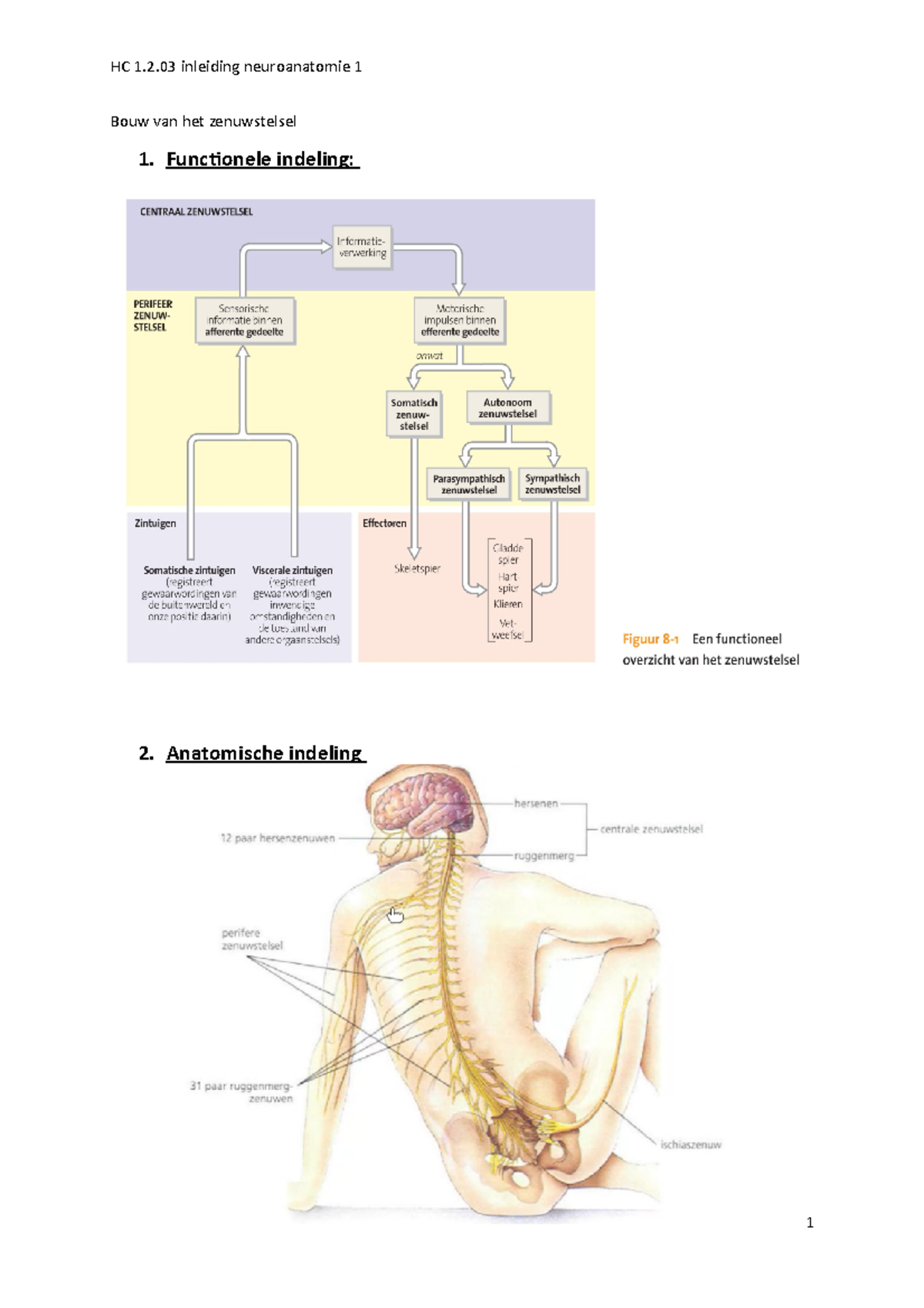 HC 1.2.03 Inleiding Neuroanatomie 1 - Bouw Van Het Zenuwstelsel 1 ...