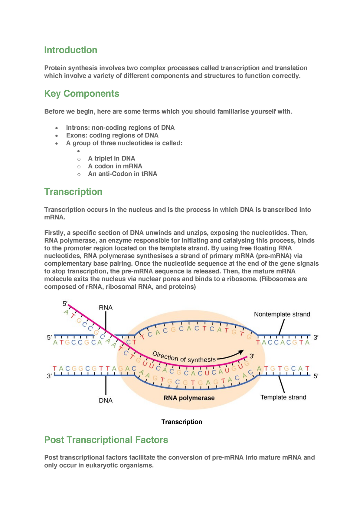 protein synthesis essay pdf