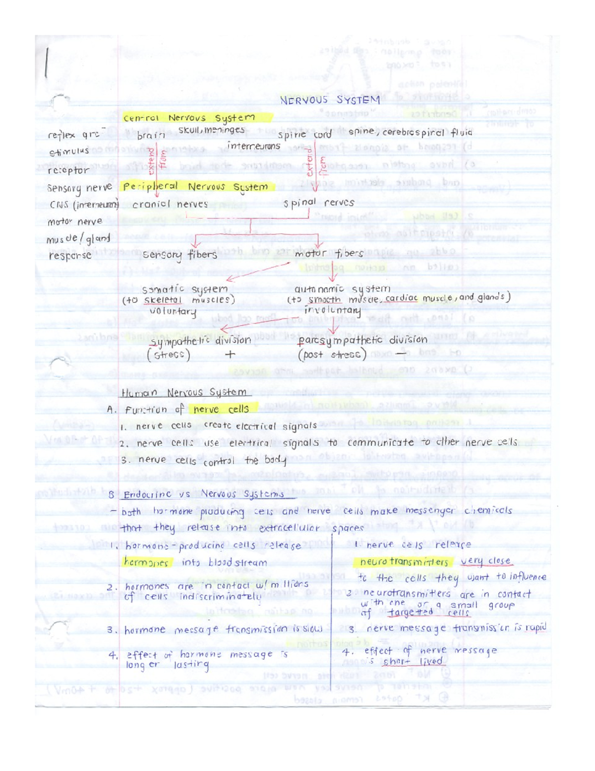 7 2 nervous system - lecture notes for exams - Physiology 1020 - Studocu