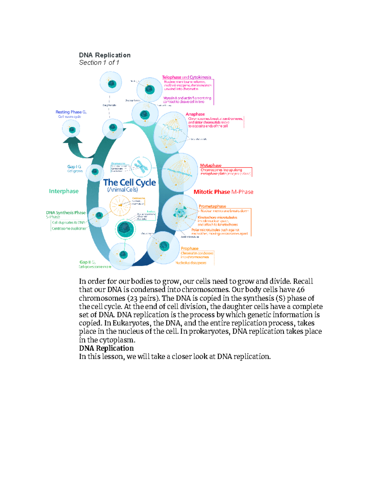 DNA Replication - DNA Replication Section 1 of 1 In order for our ...