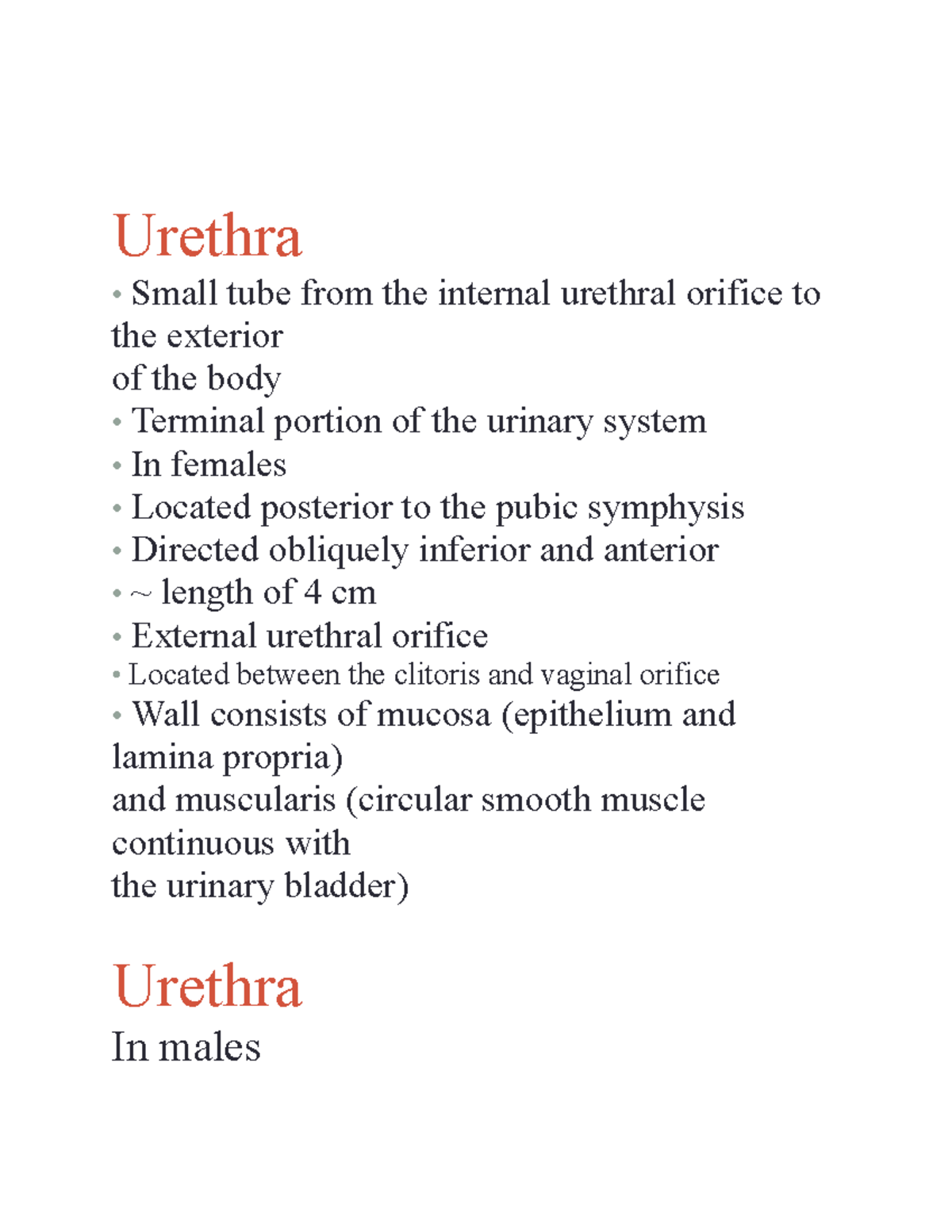 Urethra Urethra • Small tube from the internal urethral orifice to