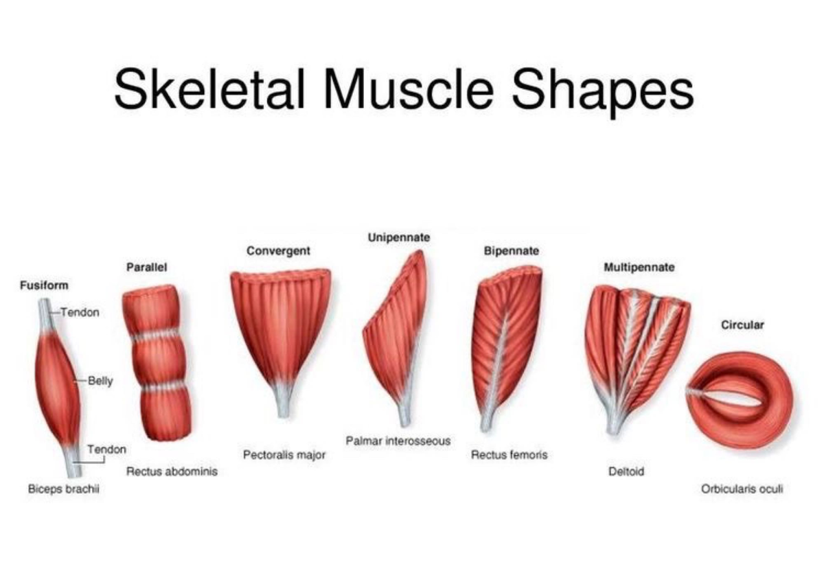 Learning with anatomy - Skeletal Muscle Shapes Unipennate Convergent ...