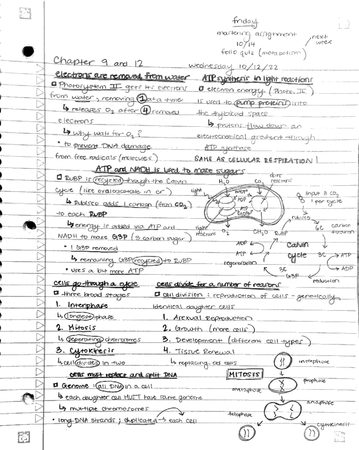 solved-metabolic-cycles-are-rather-common-calvin-cycle-citric-acid