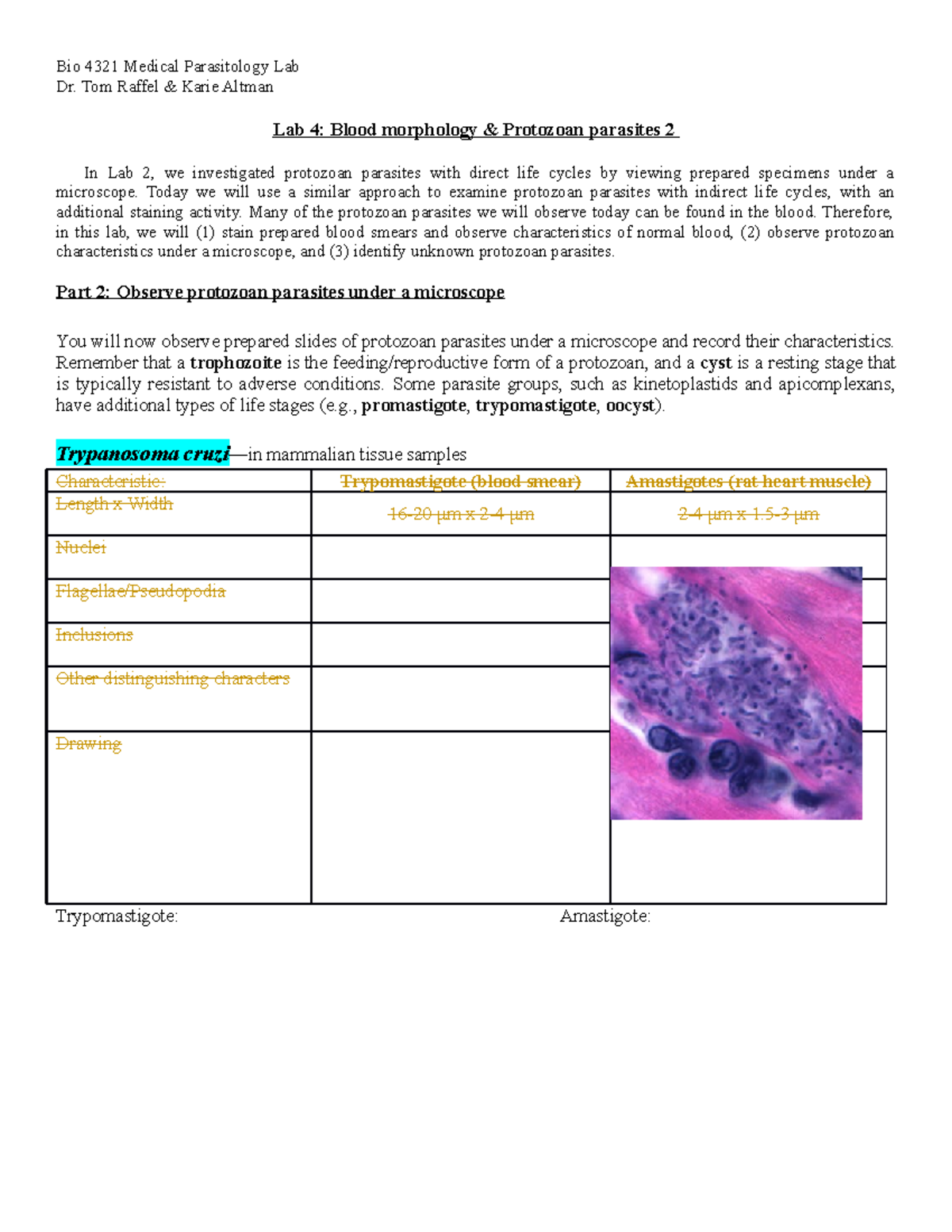 Protozoan Parasites 2 Study Guide / Raffel - Bio 4321 Medical ...