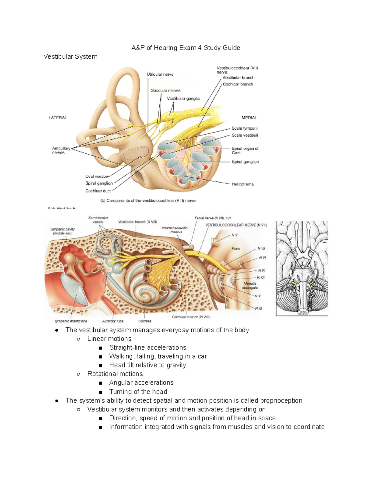A&P of Hearing Exam 4 Study Guide - A&P of Hearing Exam 4 Study Guide ...