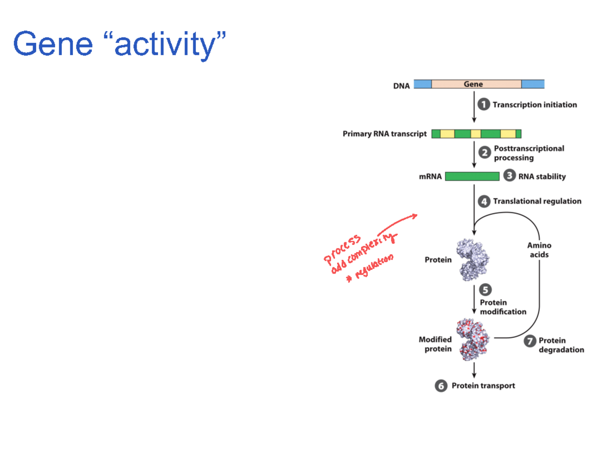 Gene Activity In Prokaryotes And Eukaryotes - Gene “activity” process I ...