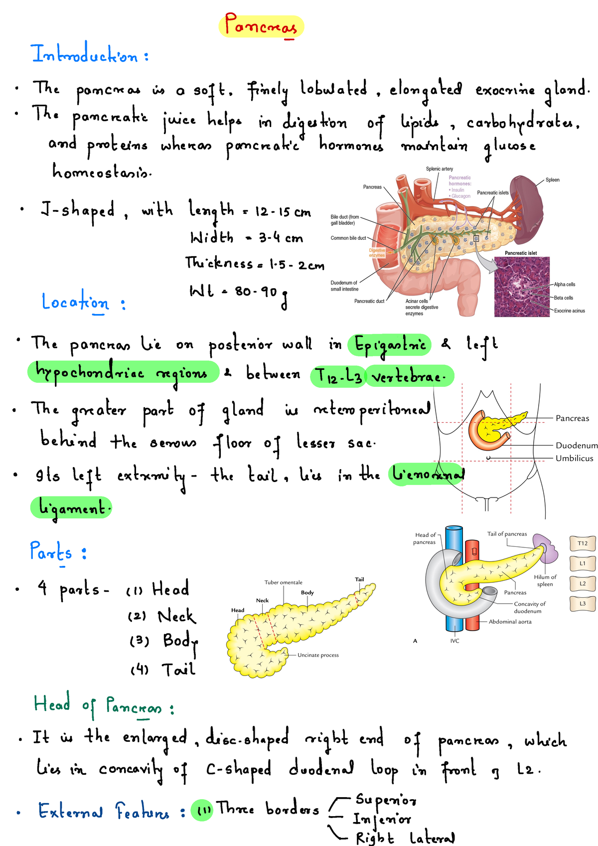 Abdominal Organ- Pancreas - Pancreas Introduction : The pancreas is a ...