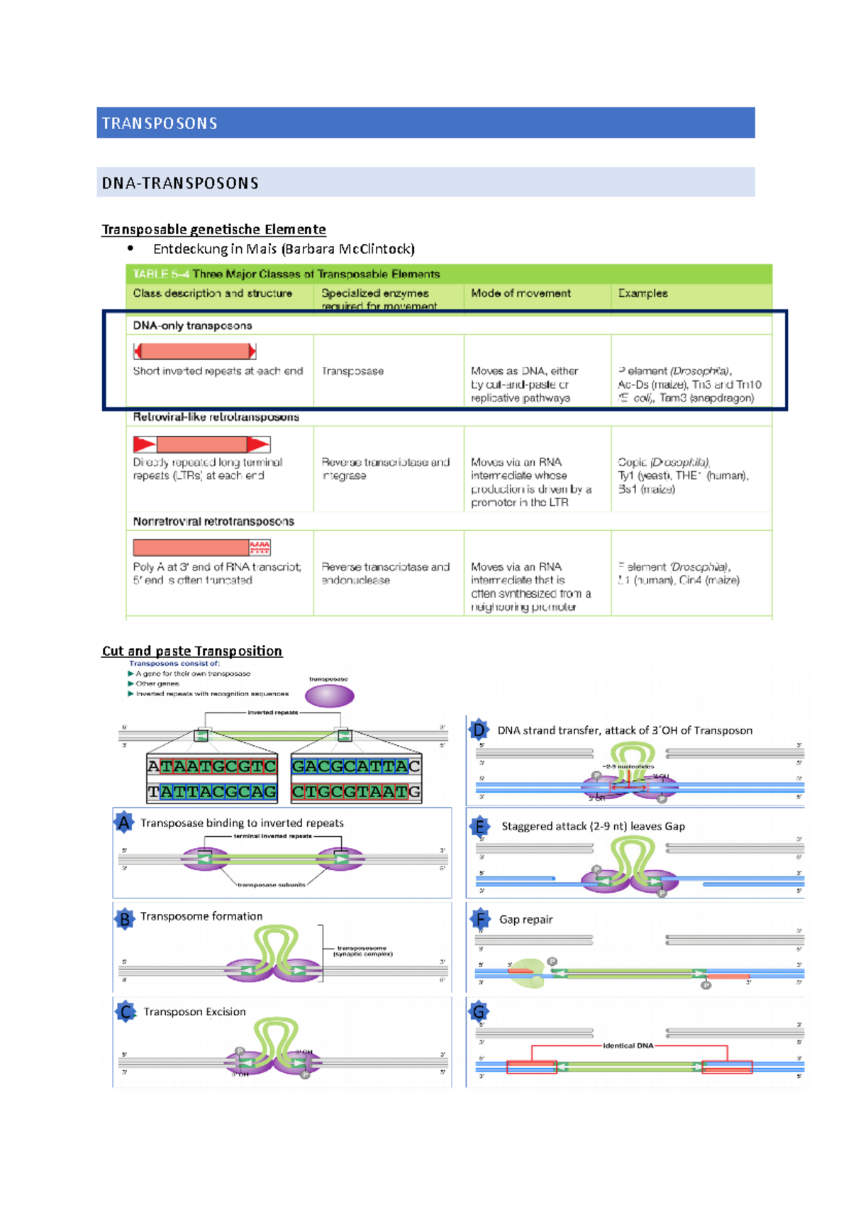 Transposons Zusammenfassung TRANSPOSONS DNATRANSPOSONS Transposable