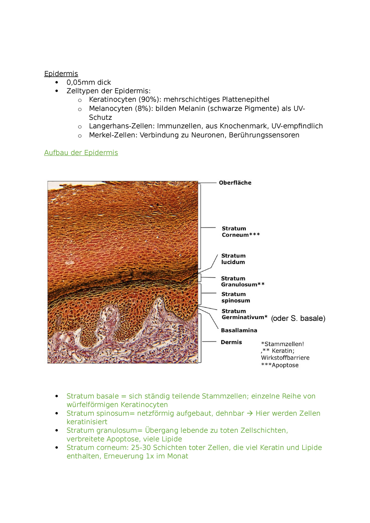 Epidermis Studocu