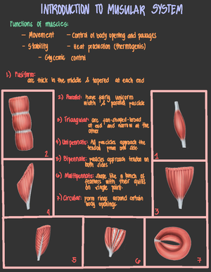 Anatomy and Physiology-Muscular-System - ANATOMY AND PHYSIOLOGY TOPIC ...