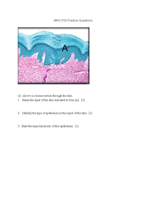 Week 1 - Muscle Physiology notes - Week 1 – Anatomy and Physiology ...