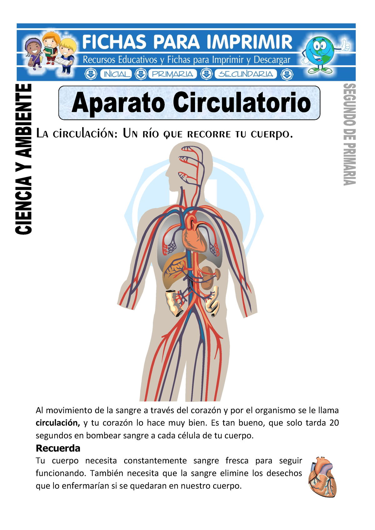 Ficha De Aparato Circulatorio Para Segundo De Primaria La Circulaci N