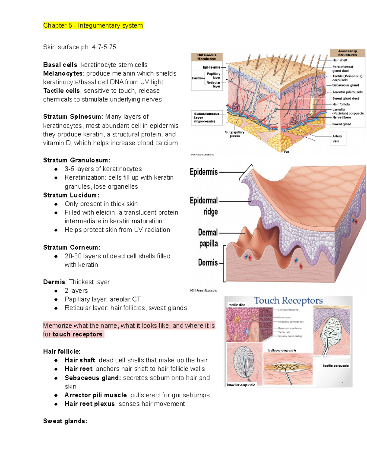 Lecture 3- Professor - Natalie Szilvagyi - Chapter 5 - Integumentary 