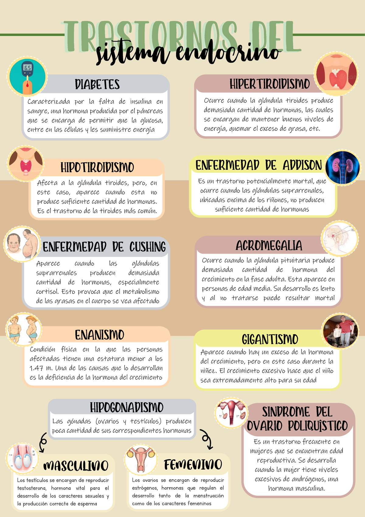 Infograf A Del Sistema Endocrino Trastornos Del Trastornos Del Sistema Endocrino Ocurre Cuando