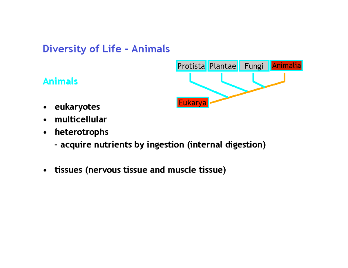 Lec10 - Lecture Biology Notes - Diversity Of Life - Animals Animals ...