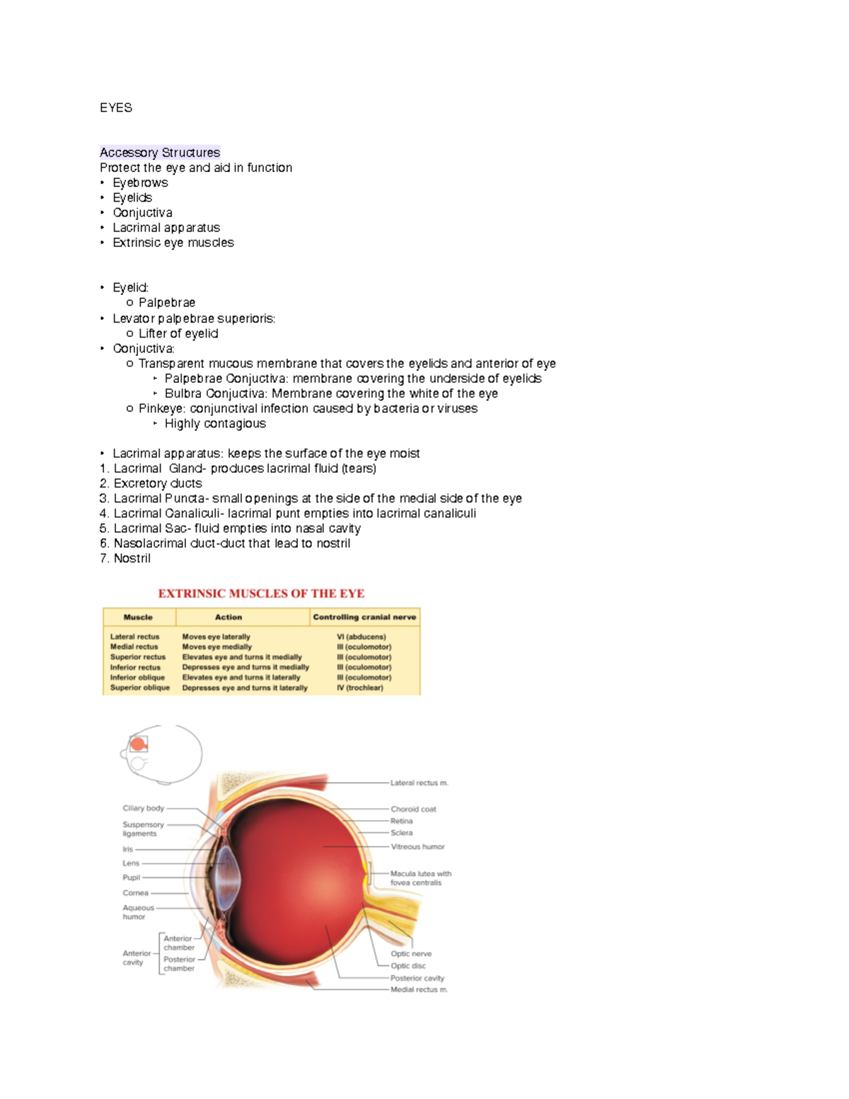 eyes-notes-for-anatomy-and-physio-eyes-accessory-structures-protect