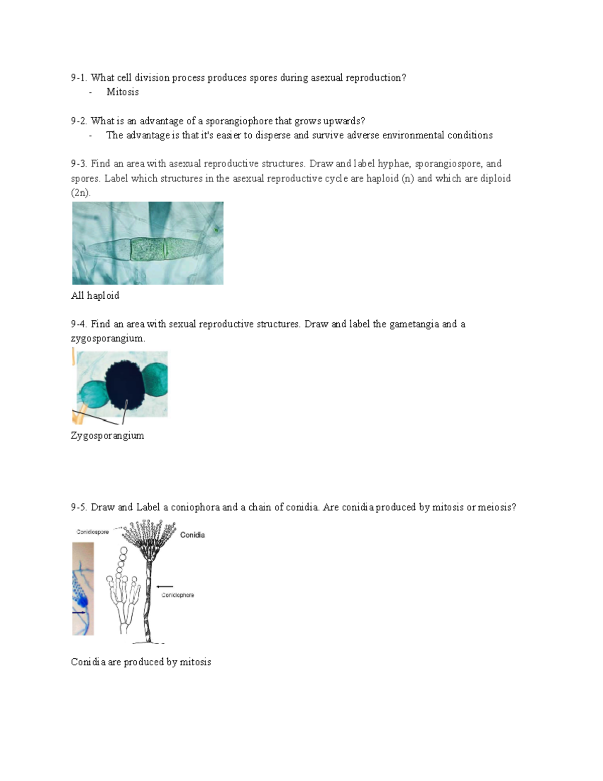 Exerice 9 Fungi Questions and diagrams from biology lab book 91