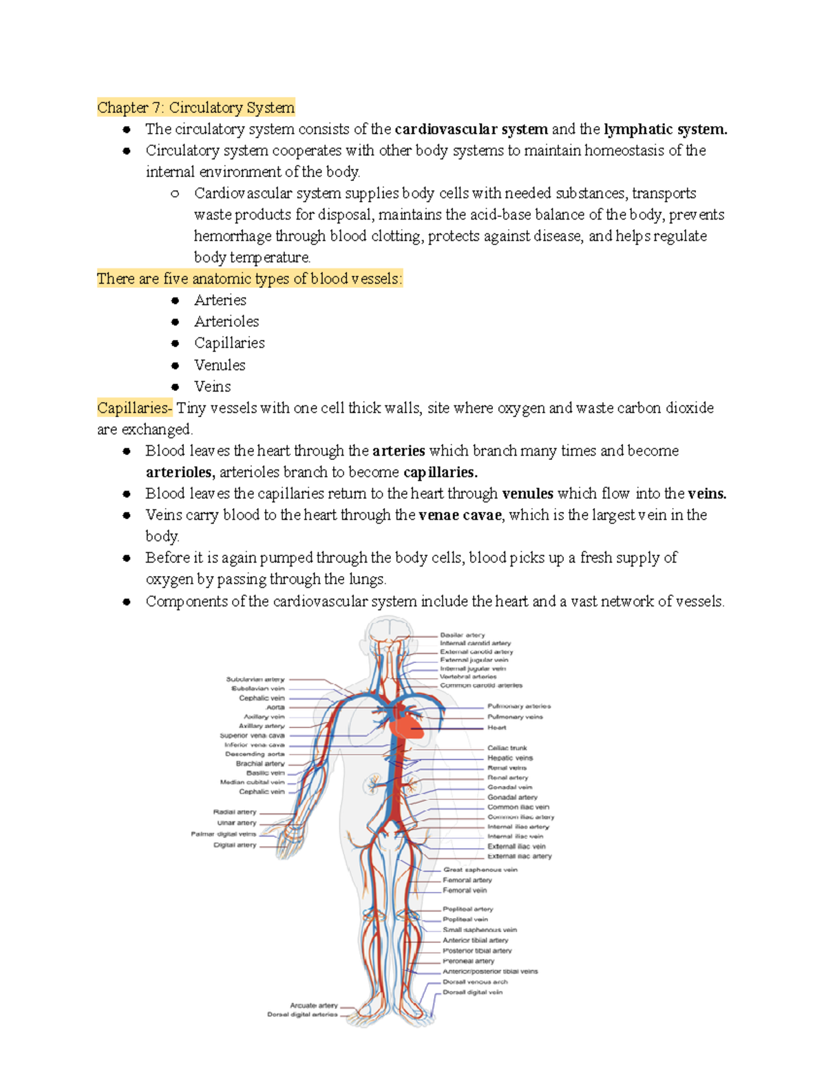 Medical Terminology Chapter 7 Notes - Chapter 7: Circulatory System The ...