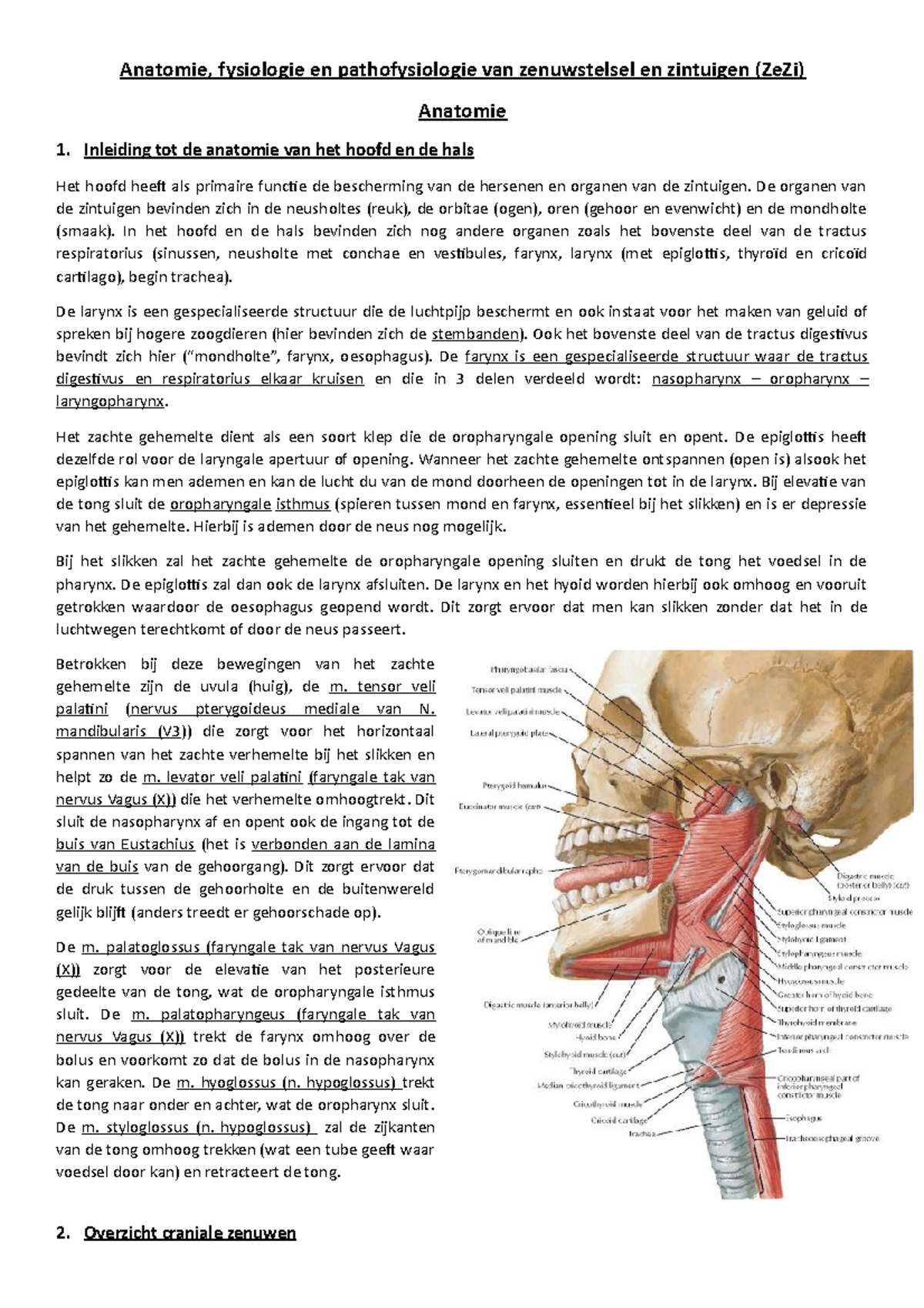 Ze Zi Anatomie Laatste - Anatomie, Fysiologie En Pathofysiologie Van ...