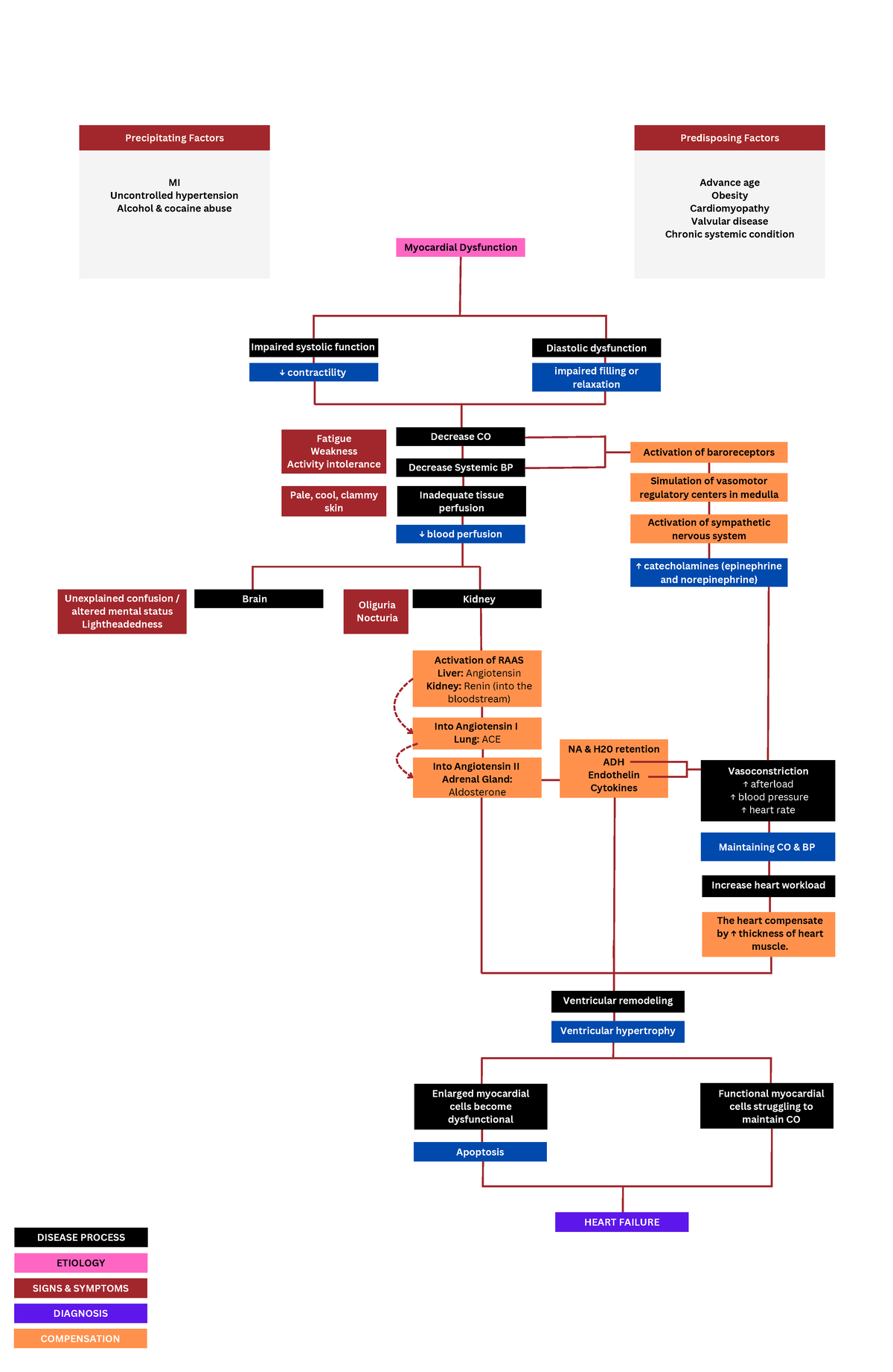 Patho HF & CS Draft - NA & H20 retention ADH Endothelin Cytokines ...