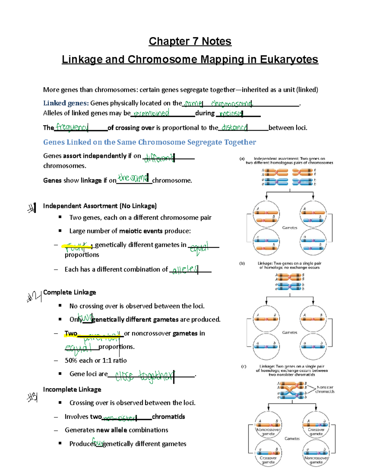 Chapter 7 Notes - Linkage And Chromosome Mapping In Eukaryotes ...