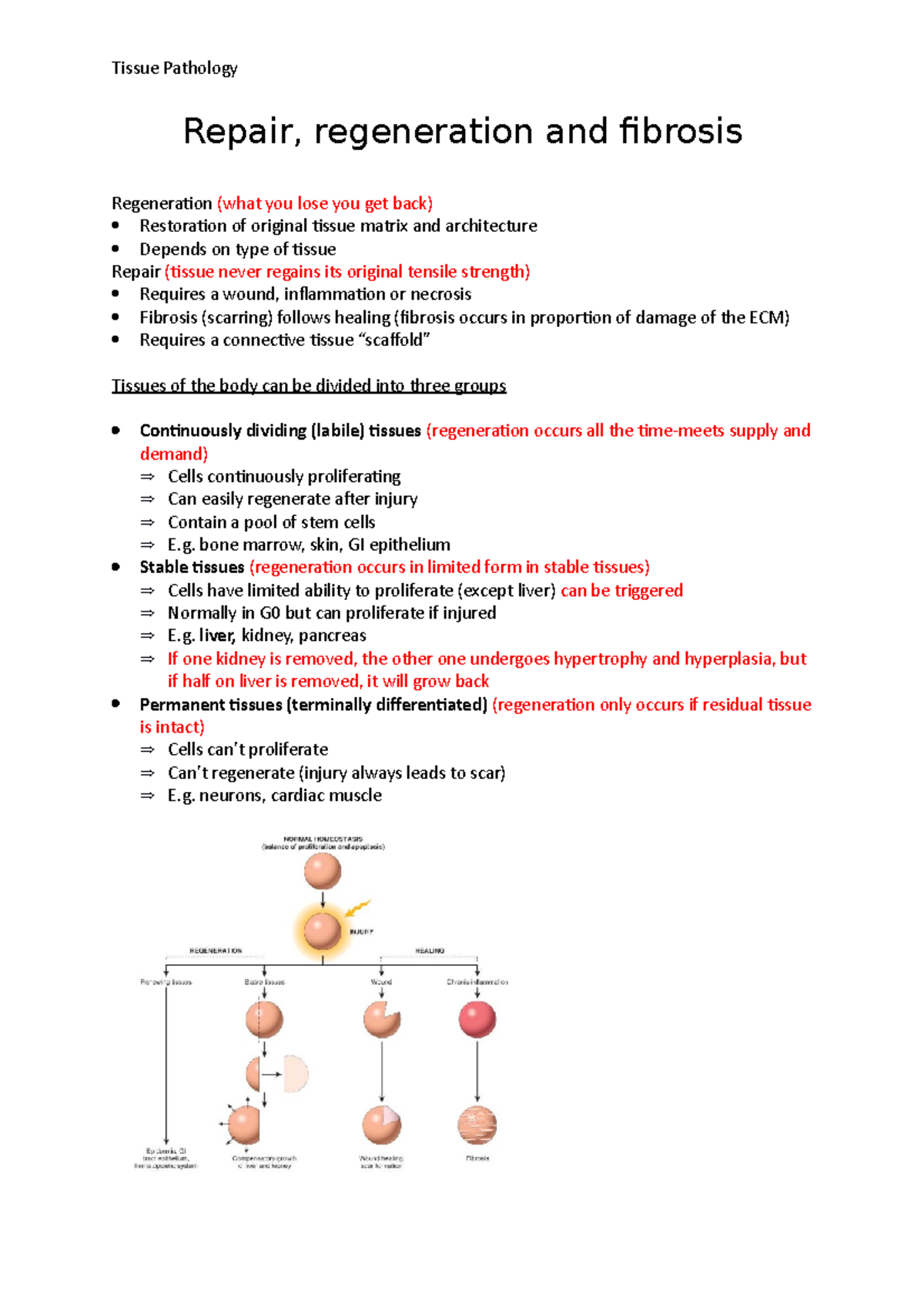 Tissue Pathology-Repair, Regeneration And Fibrosis - Repair ...