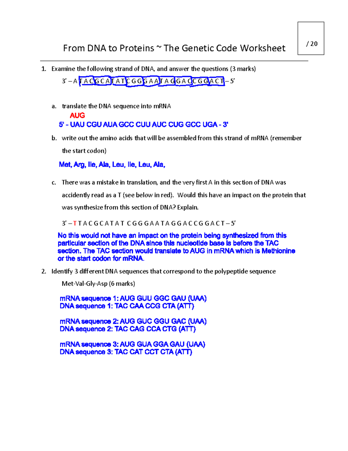 DNA to Proteins Worksheet - From DNA to Proteins The Genetic Code ...
