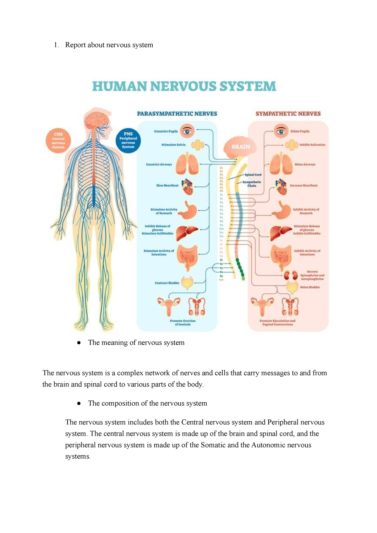 nervous-system-human-body-nerve-network-anatomy-outline-diagram-labeled