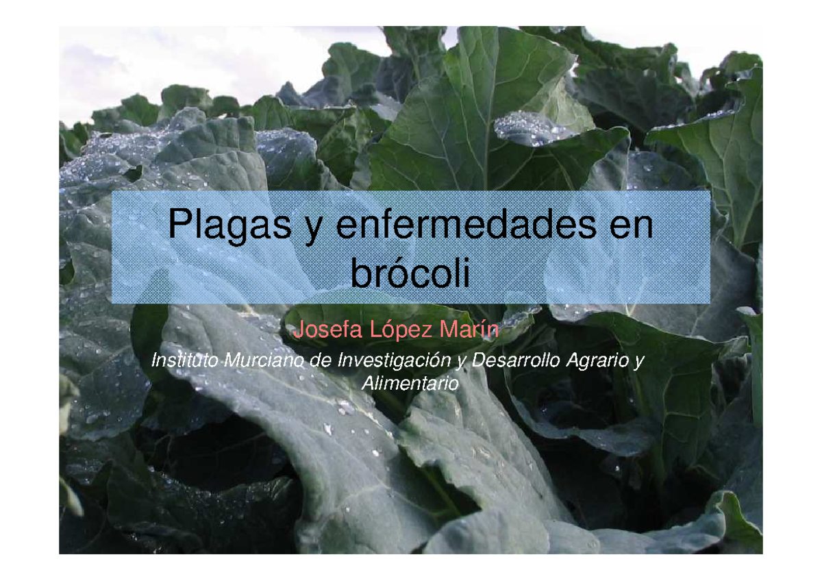 2 Brocoli Parte I informe Plagas y enfermedades en brócoli