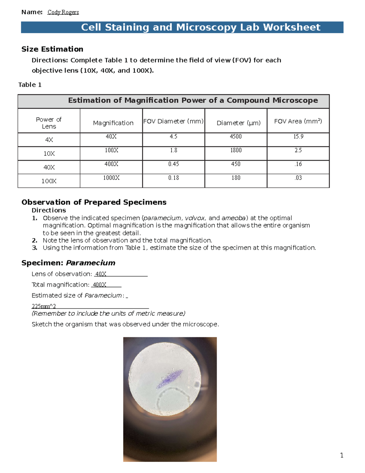 2-cell-staining-and-microscopy-worksheet-size-estimation-directions