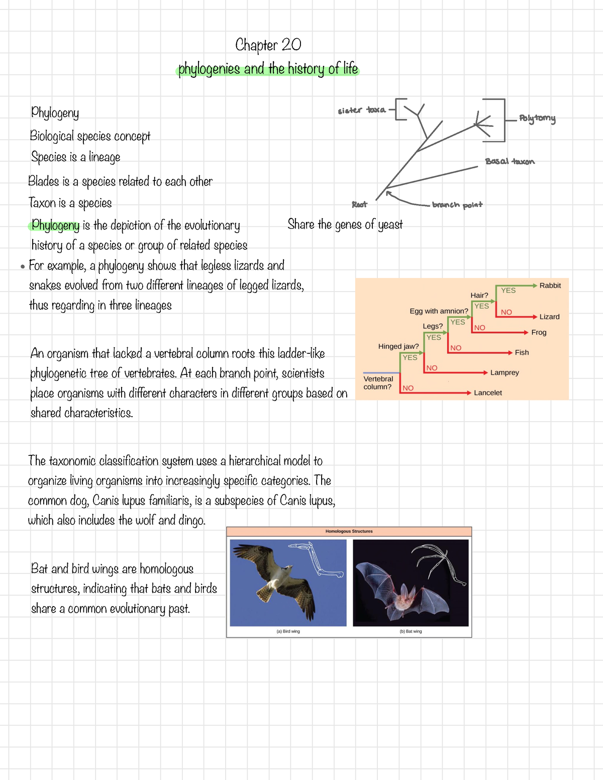 Phylogenies And The History Of Life - Chapter 20 Phylogenies And The ...