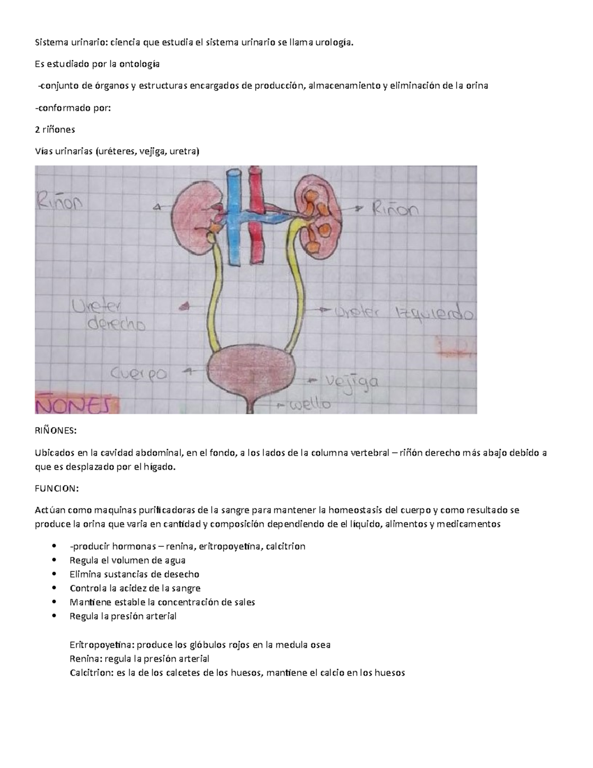 Sistema Urinario - Apuntes 1 - Sistema Urinario: Ciencia Que Estudia El ...