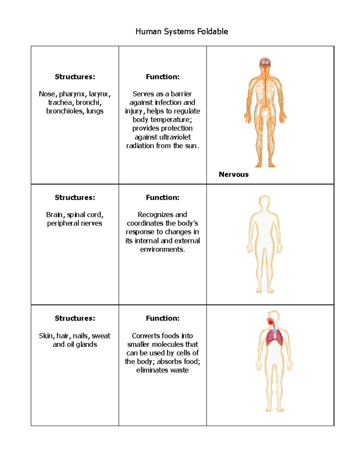 Human Body Systems Foldable Human Systems Foldable Structures Nose