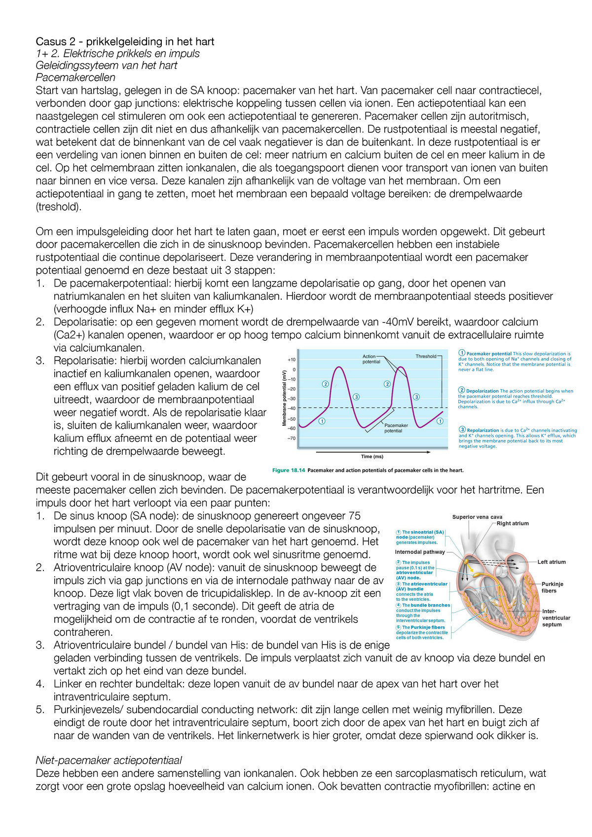 Casus 2 Gen1102 Geleiding Hart - Casus 2 - Prikkelgeleiding In Het Hart ...