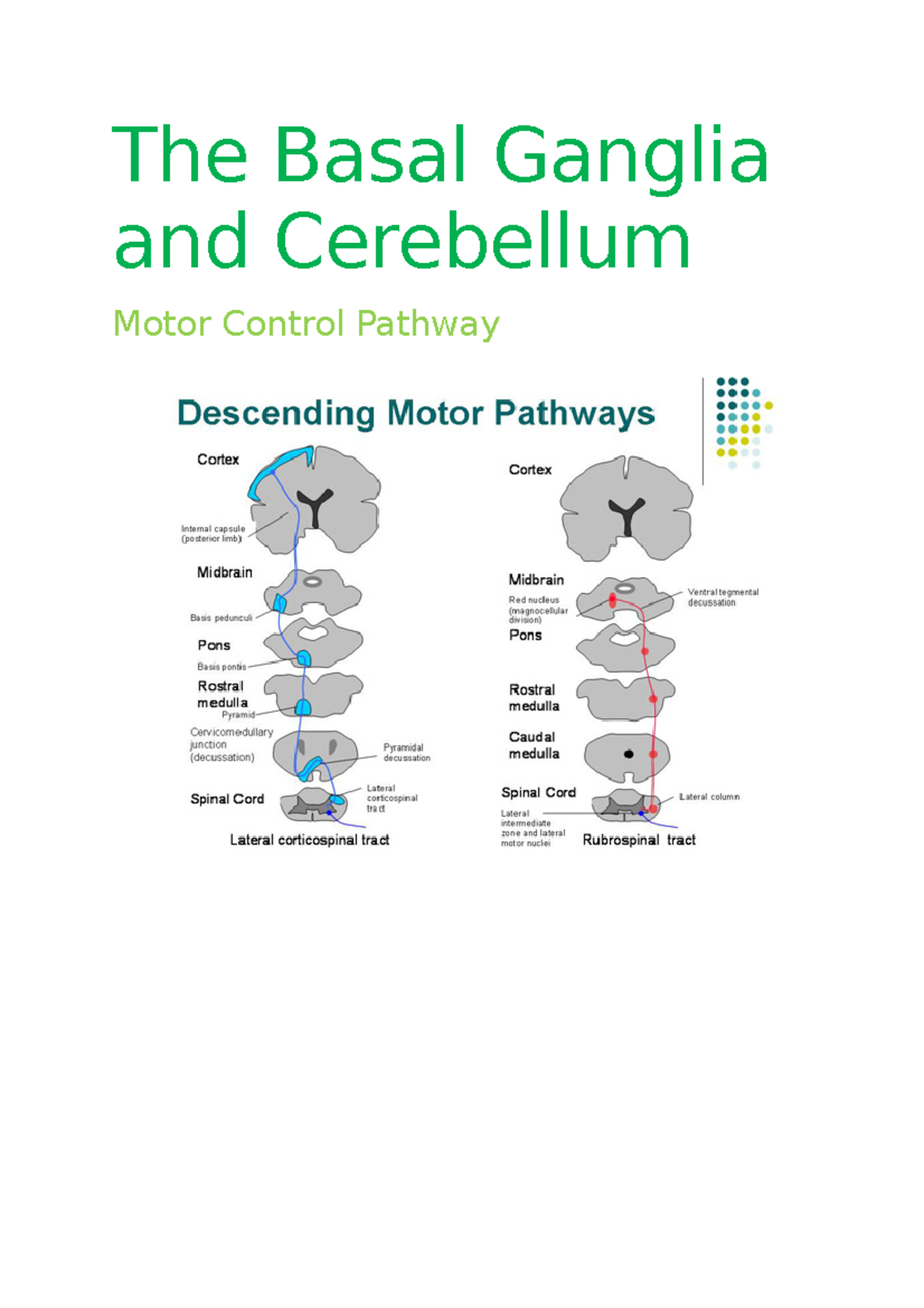 The Basal Ganglia And Cerebellum - The Basal Ganglia And Cerebellum 