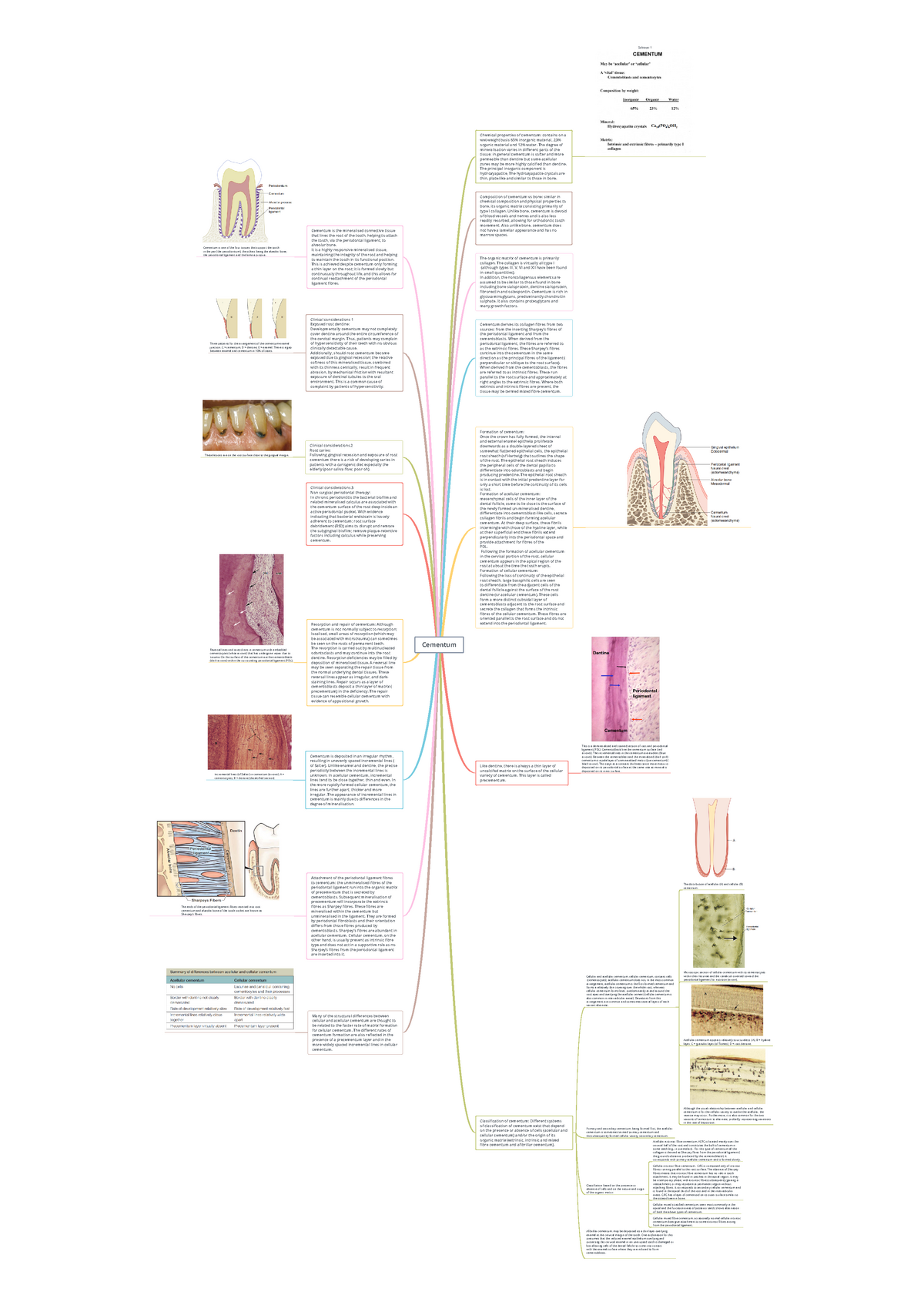 Cementum - Dental Anatomy And Histology - Cementum Chemical Properties ...