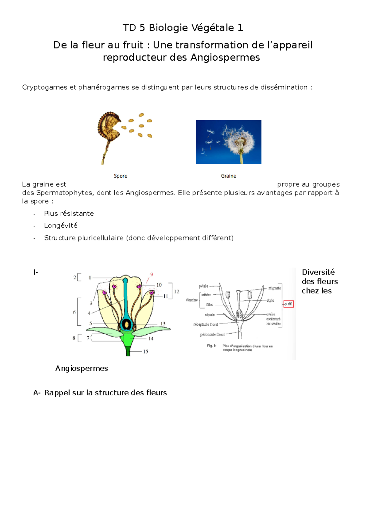 TD 5 Fleur Au Fruit - TD 5 Biologie Végétale 1 De La Fleur Au Fruit ...