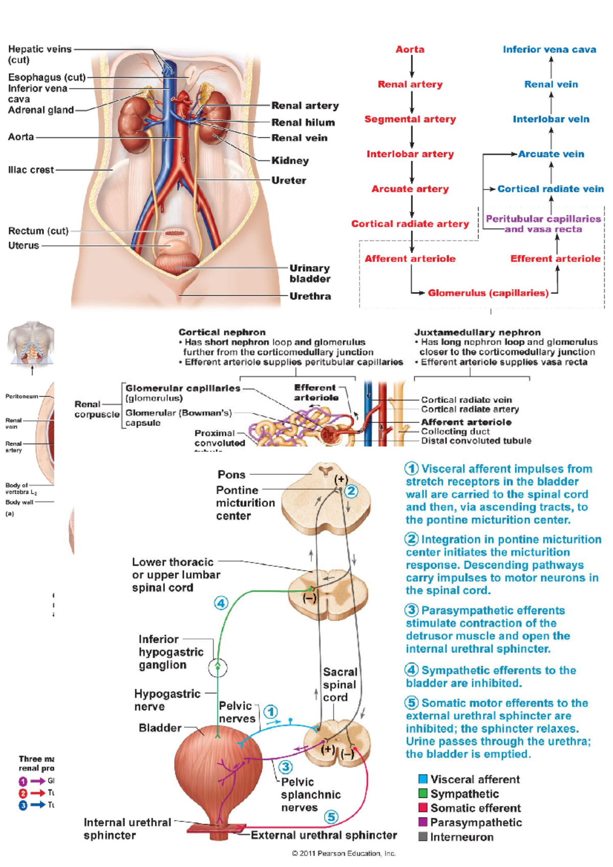 Urinary System Diagram - BIO10662 - Studocu