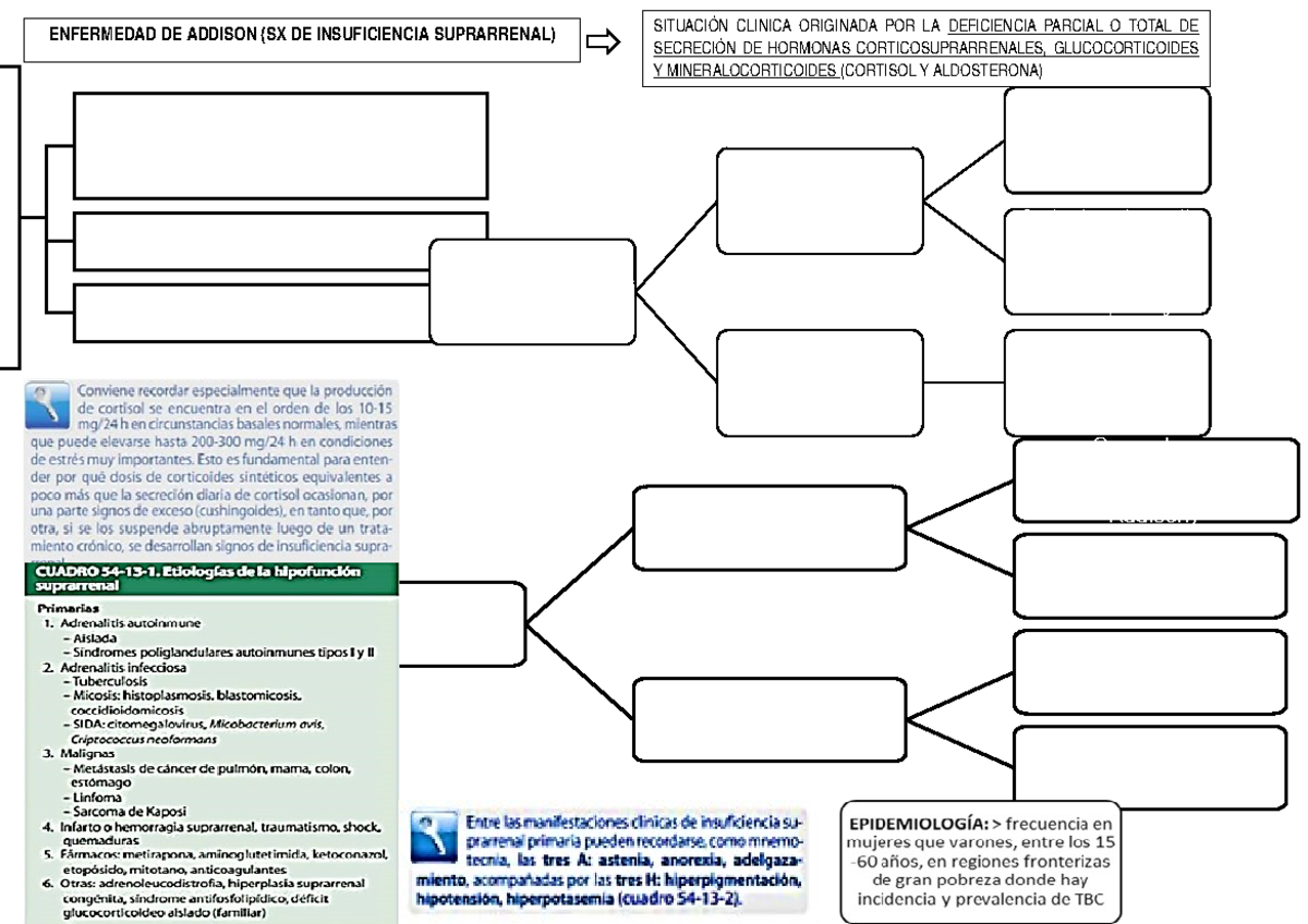 09 Enf De Addison Resumen Semiologia Medica Studocu